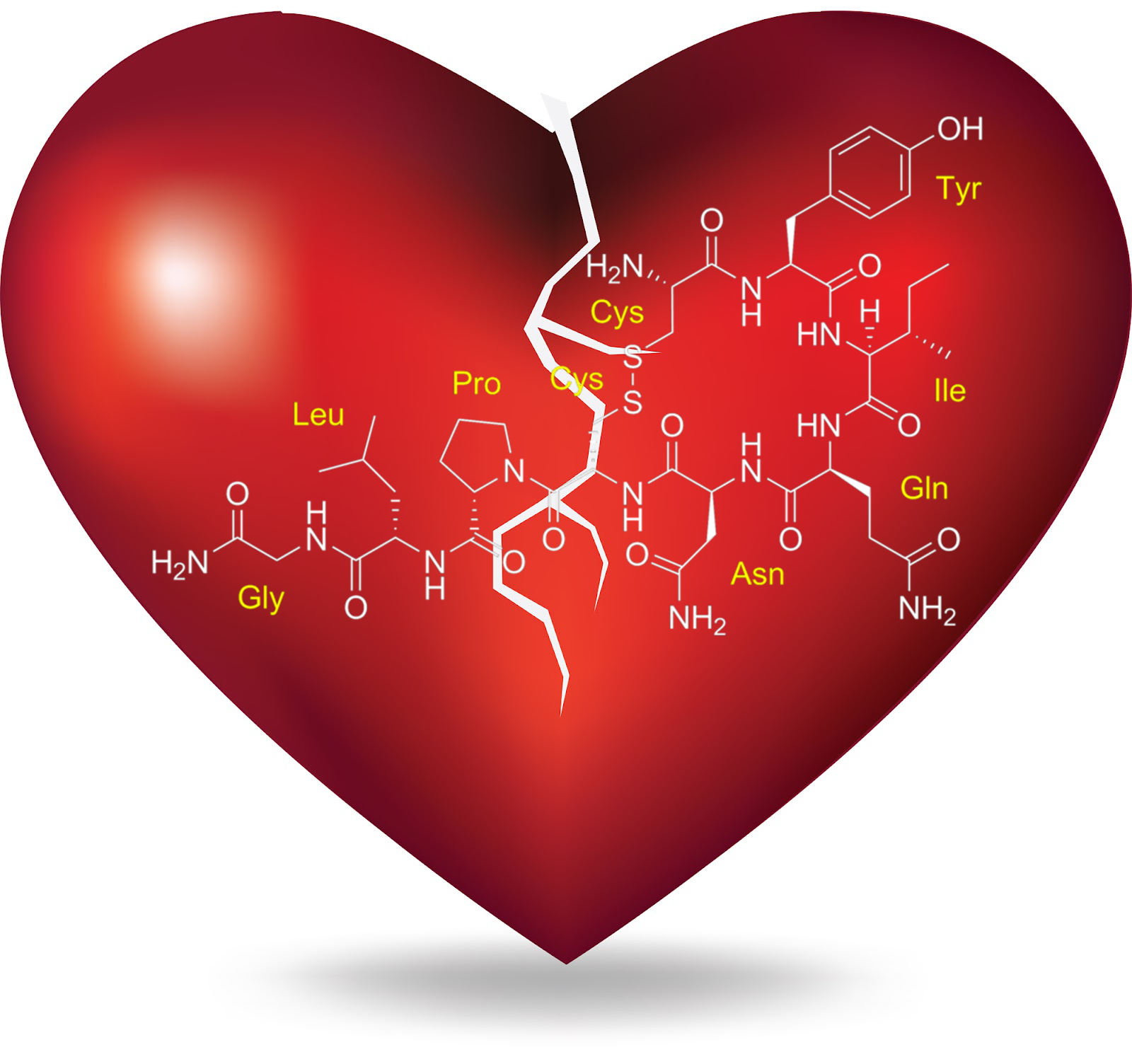 La Oxitocina La Hormona Del Amor Puede Causar Miedo Y Estrés Divulgades 7700